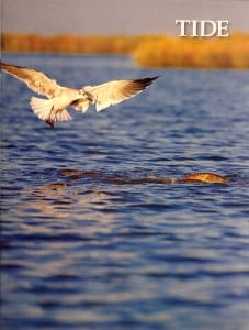 original_cover_so2015_small