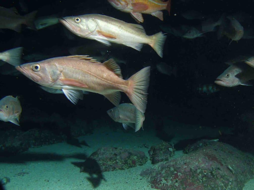 Bocaccio rockfish. Photo Chad King, NOAA