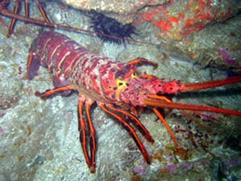 spinylobster2