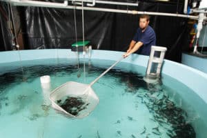 HSWRI_Hatchery_whiteseabss_for_tagging