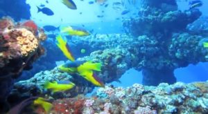 original_oil_rig_reef