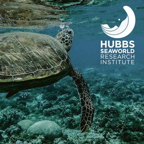 Hubbs Seaworld Is Looking For A Hatchery Liaison!