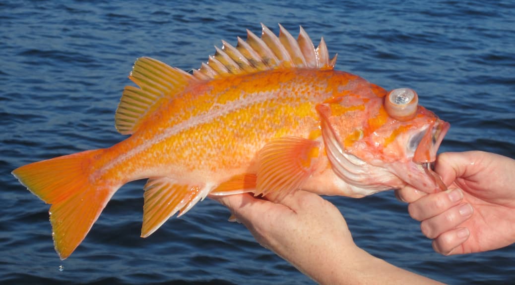 New Ground Fish Regulations Coming In 2019