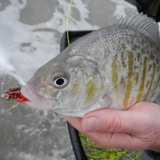 CCA CAL To Co-Host Surf-Fishing Tournament In Carpinteria