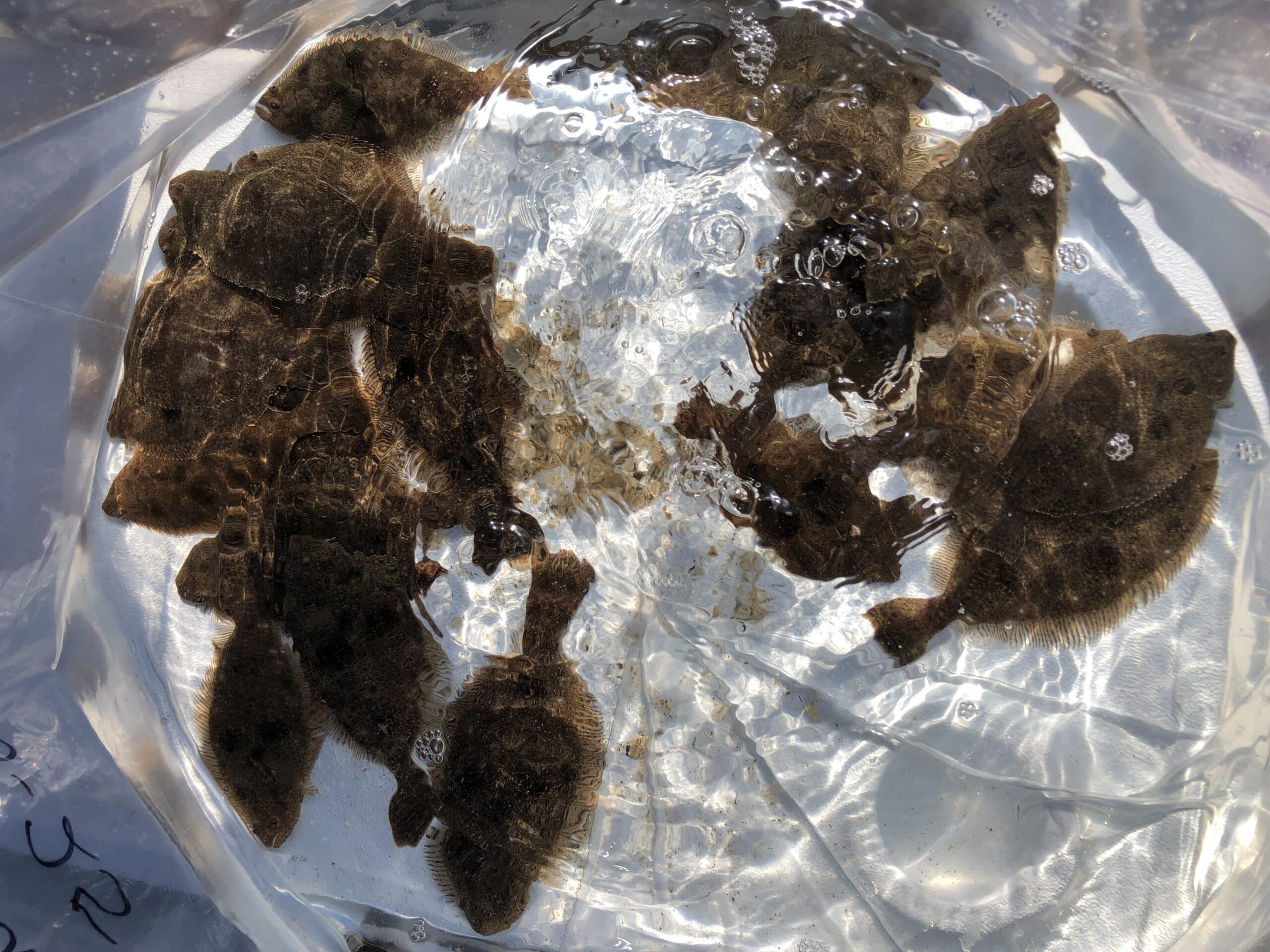 CCA CAL Takes Part In Releasing 2,300 Juvenile Halibut