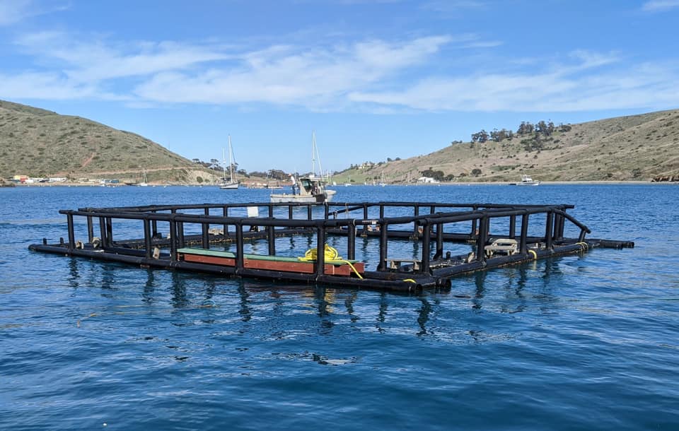 CCA San Diego Chapter Helps In Rebuilding Catalina Island Grow Out Pens