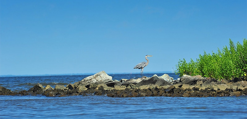 U.S. Senate Unanimously Passes America’s Conservation Enhancement Act