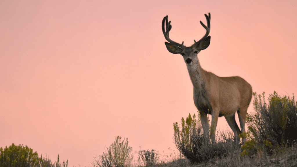 House Passes American Conservation Enhancement Act
