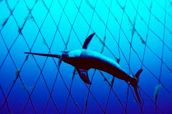 House approves legislation to end use of drift gillnets