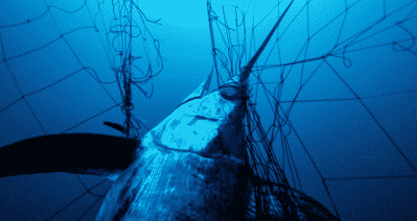 U.S. Senate Approves California Drift Gillnet Modernization Legislation