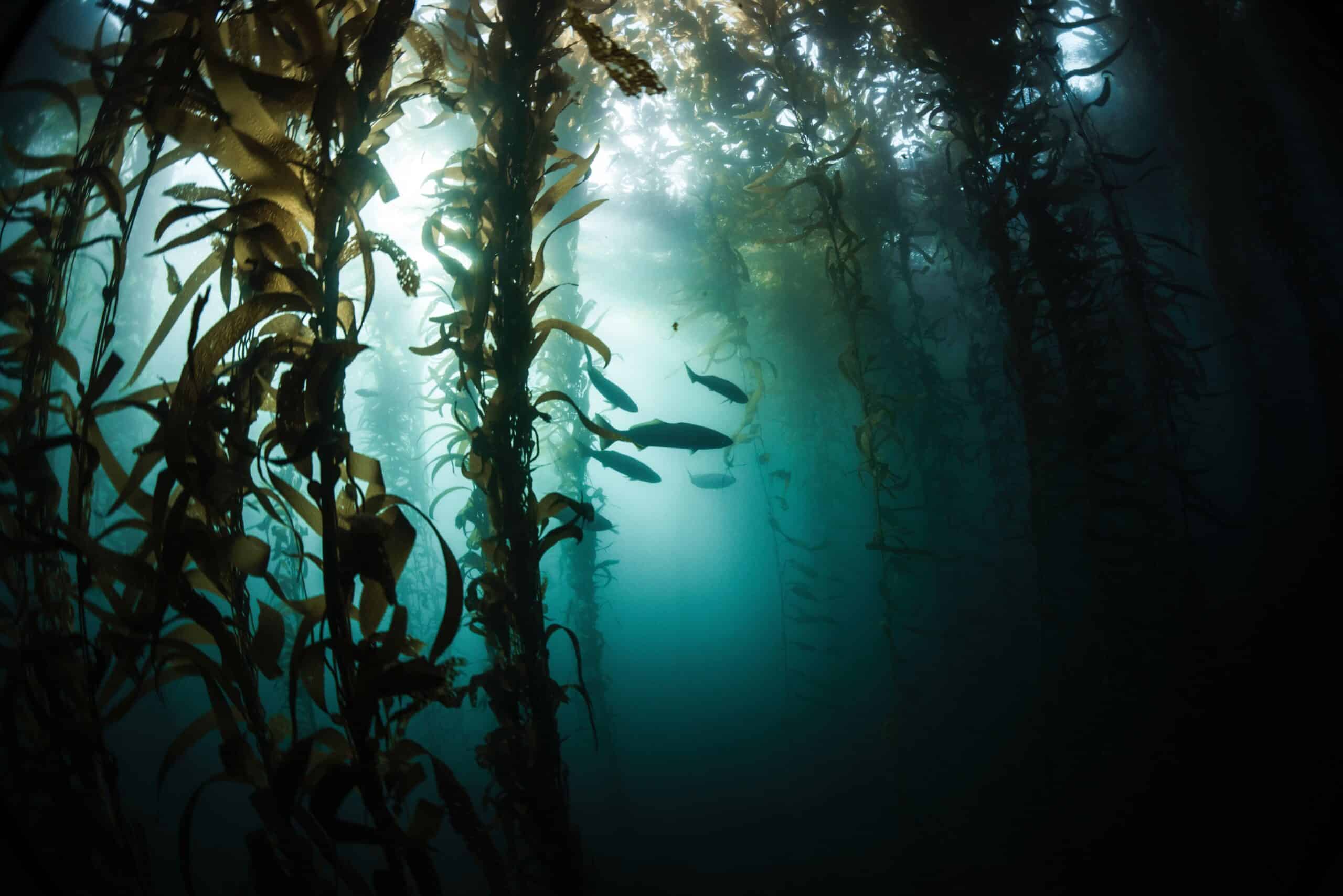 California Must Make White Seabass Hatchery a Priority in Light of New Study