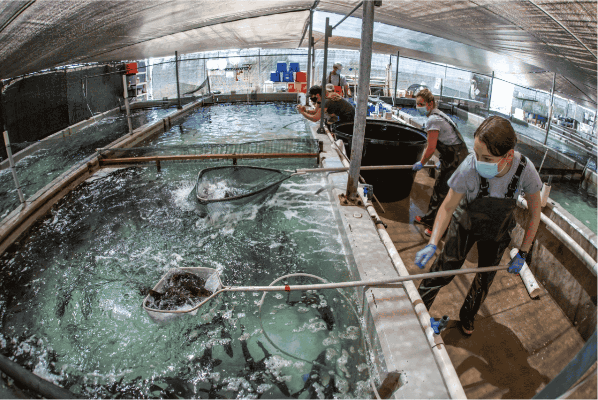 New study indicates local grow pens helping white sea bass population in Pacific Ocean