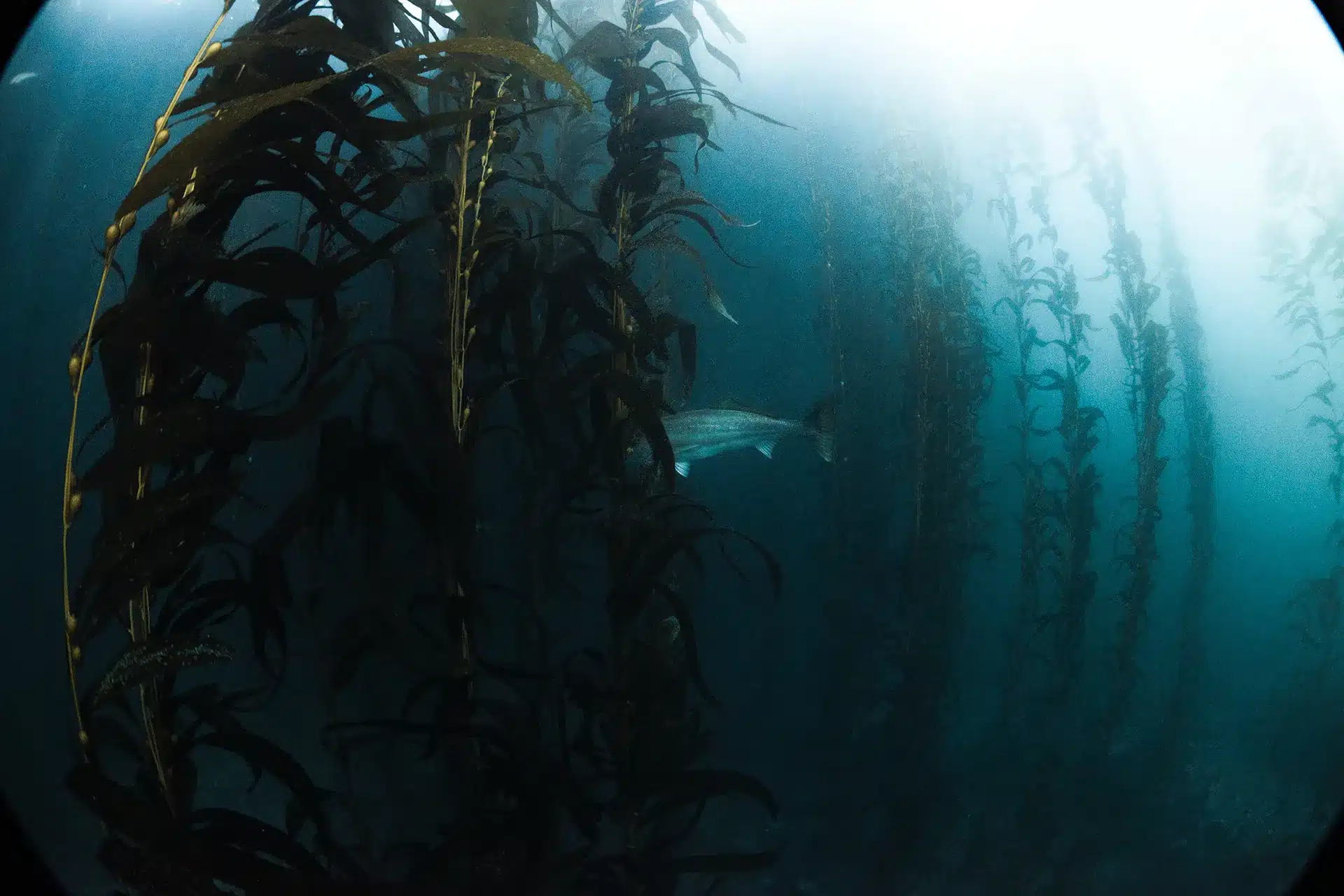 CPFV and Recreational Fleets Turn In Heads for WSB Genetics Study