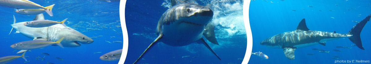 California Assembly Bill 2109 Signed into Law, Providing New Protections for White Sharks