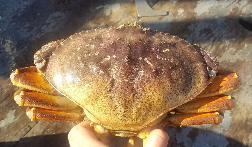 CDFW Restricts Recreational Crab Traps and Delays the Commercial Dungeness Crab Fishery