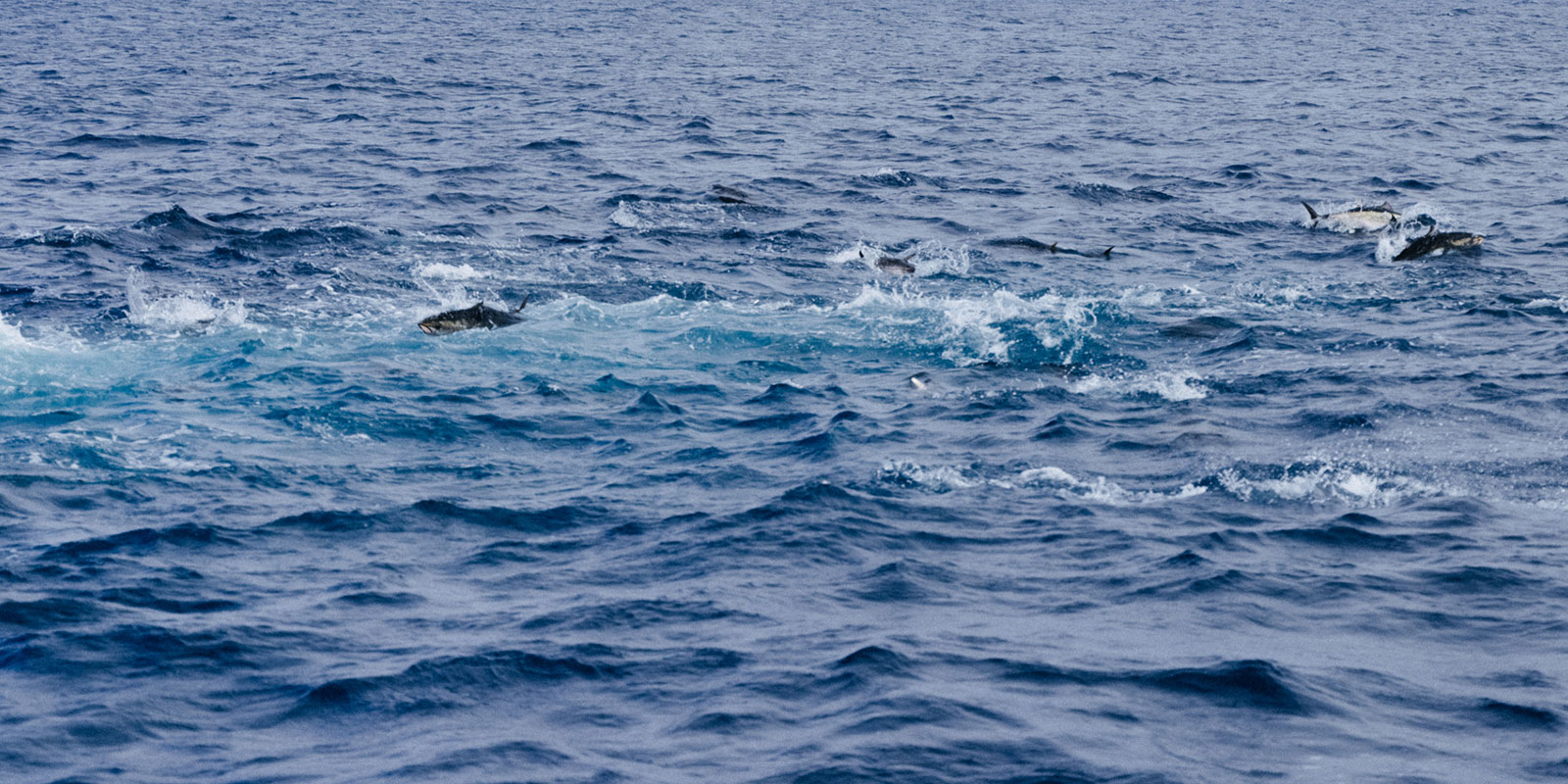 OPC to Hire a Marine Protected Areas Program Manager