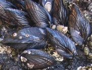 Shellfish Safety Notification: Sport-Harvested Bivalve Shellfish in Santa Barbara County
