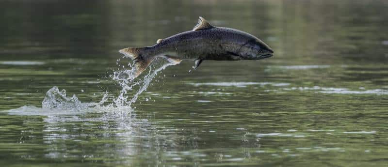 Federal Council Announces California Ocean Salmon Season Alternatives