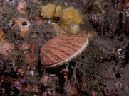 CDPH Lifts Warning about Sport-Harvested Shellfish from San Luis Obispo County