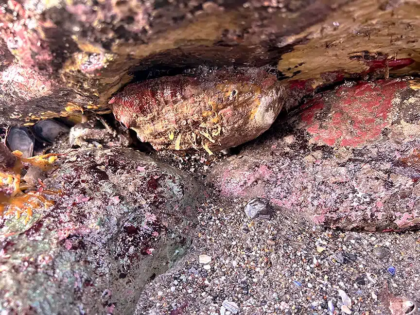 Help Develop California’s Red Abalone Recovery Plan: Join the Community Working Group