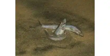 Reminder: California Grunion Seasonal Closure and Take Limit