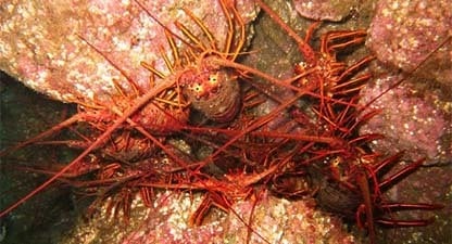 Dont Forget: Lobster Report Cards Due April 30